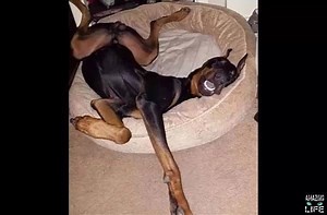 1.3M views · 17K reactions | Dogs Sleeping in The Most Awkward Places And Positions Compilation (Part4) | Amazing Life | Facebook