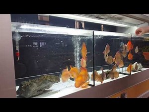 STENDKER-Diskusfütterung bei unserem zertifizierten Fachhändler Dehner in Ravensburg (Bodensee)