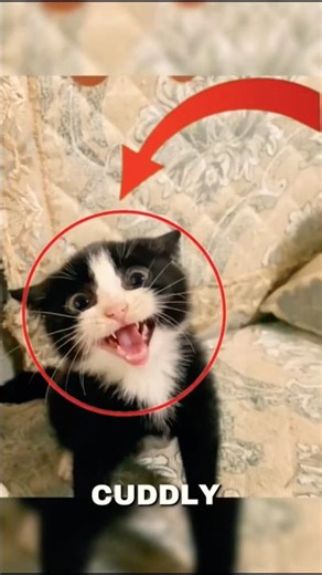 "Cat fights" 🤣#animals #cat #shorts #funnyvideo