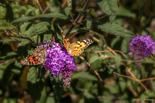 How to Plant and Care for a Butterfly Bush