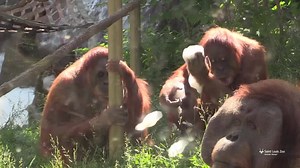 85K views · 3.1K reactions | Everyone deserves a spa day! Our great apes were treated to bubble baths (kid-friendly, edible bubbles) courtesy of their zookeepers. Watch the orangutans and chimpanzees enjoy their own little foam party. | Saint Louis Zoo | Facebook