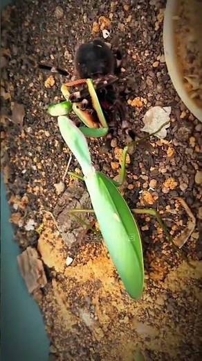 Praying Mantis vs Giant Tarantula part 1