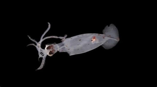 Strange creature among 100 potential species discovered