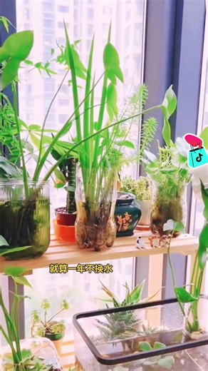 Top Hydroponic Plants for Home Gardening