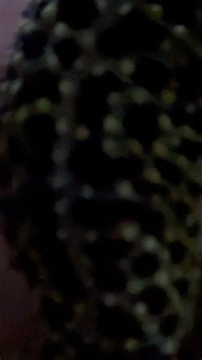 After shedding — brighter than ever. #shorts #leopardgecko #gecko #reptiles