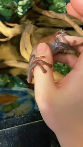 4K views · 1.1K reactions | Me: swipe to text Berry: 襤 #frog #frogs #pets #animals #whitestreefrog #dumpytreefrog | Jessica's Animal Friends | Facebook