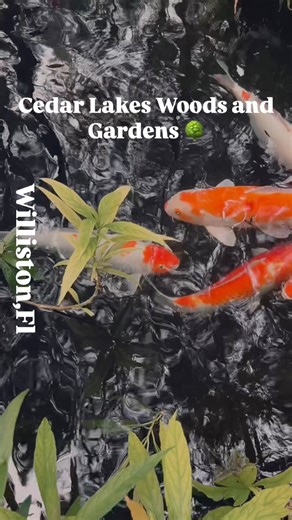 🧡🤍 KOI FISH 🧡🤍The word “koi” is a shortened version of the Japanese word nishikigoi, which translates to “brocaded carp”. Koi can grow up to 40 inches long, with those exceeding 28 inches considered jumbo. Located on Number 6 on the map ! “Nina’s Pool” ! #koifish #cedarlakeswoodsandgardens #naturevibes | Cedar Lakes Woods and Gardens