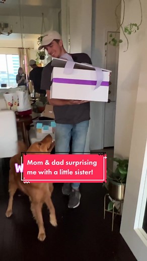 The day mom & dad surprised me with a lil sister! - Daisy🐾🐶 #dogs #cute #goldenretriever #littlesister #surprisingmydog #surprise #littlesister #adorable #cute #sweet #puppy #newpuppy #adorable #wholesome #funny #dog #heartwarming