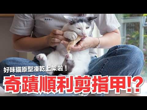 [Miss Delicious] Miraculously, her nails were trimmed smoothly!? Delicious Cat-themed freeze-drie...