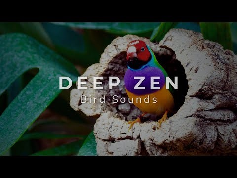 Birdsong Sounds for Mindfulness Practice – 30 Minute Unguided Meditation