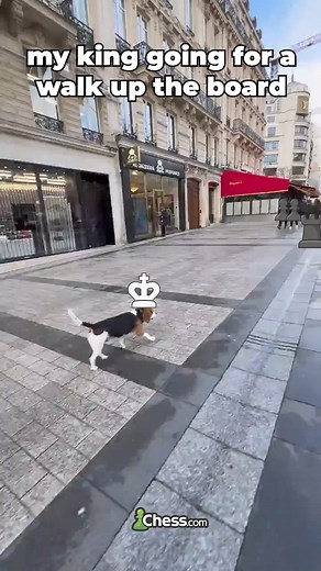 34K views · 361 reactions | go king go | Chess.com | Facebook