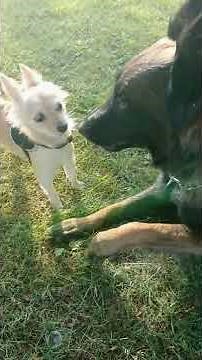 Berger belge tervueren et chihuahua