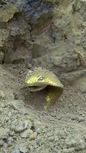 Discovering a huge golden snake that was frightened and retreated repeatedly #findergold #fyp #reels #metaldetector #Finder | V Skill