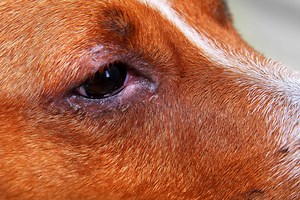 Can Dogs Get Pink Eye, How Do You Treat It?