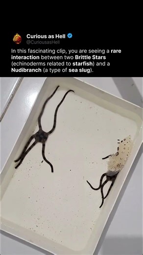 Alien invasion in a tray 🛸