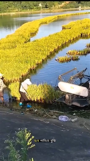 How Do Farmers Grow Rice on Water? #facts #trending #ytshorts