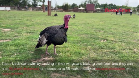 10 surprising facts you probably didn’t know about turkeys