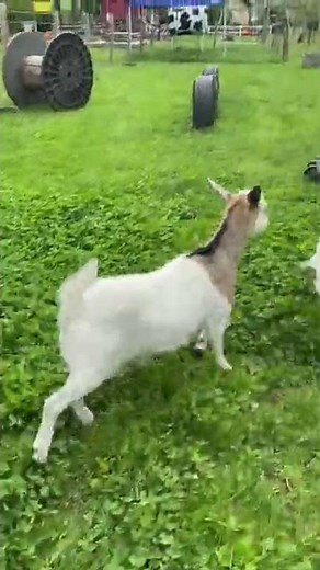 Compilation of Playful Myotonic Goats Fainting || ViralHog