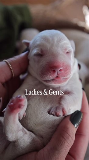 ʜɪᴄᴋᴏʀʏ ʙʟᴜғғ ʟᴀʙʀᴀᴅᴏʀs ʟʟᴄ on Instagram: ". Brand new🤍🐾✨ 🎄Just in time for Christmas. . #englishlabrador #puppy #labbreeder #whiteenglishlab #fyp"