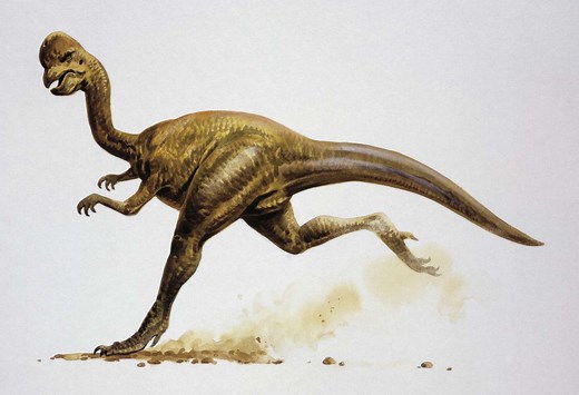 Learn Facts About Oviraptor, the Egg Thief Dinosaur