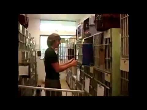 Angry cats at the vet compilation