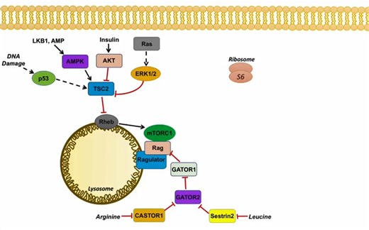 【YouTube+中英字幕】生物信号通路之mTOR Signaling Pathway