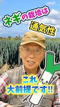 家庭菜園や農園のネギ栽培は通気性が大前提！【農家直伝】#shorts