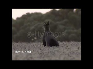 The Bartered Bride, Overture (1996)