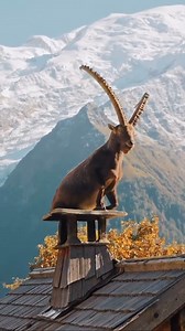 Ibex elegance in the Alps ⛰ @kylekotajarvi shares a glimpse of wildlife in repose, with a male Ibex enjoying the breathtaking view from the heart of Chamonix. The Alpine Ibex is a species of wild goat native to the European Alps. They are well-adapted to living in rugged mountainous terrain and are known for their distinctive curved horns. Ibex are known for their remarkable climbing abilities, allowing them to navigate steep and rocky terrain with ease. They are social animals and often form gr