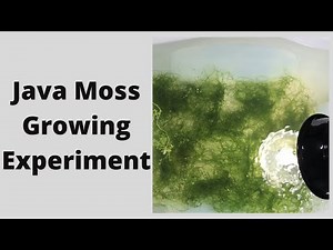 Java Moss Growing Experiment