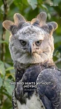 This Eagle Hunts Without Moving | Harpy Eagle