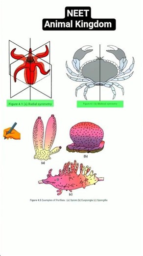 neet animal kingdom question practice neet ncert biology diagram based pyq question practice cell