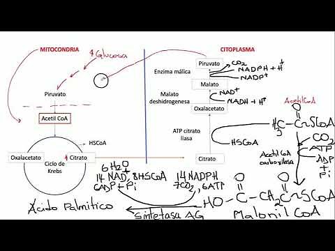lipogénesis Bioquímica
