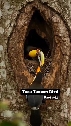 Toco Toucan Bird ❤️🤍 Part:-01 #birds #lovebirds #birdslover #avicultura #tocotoucan #parrots #aviarybirds #wildcarrot | Forest Aviary