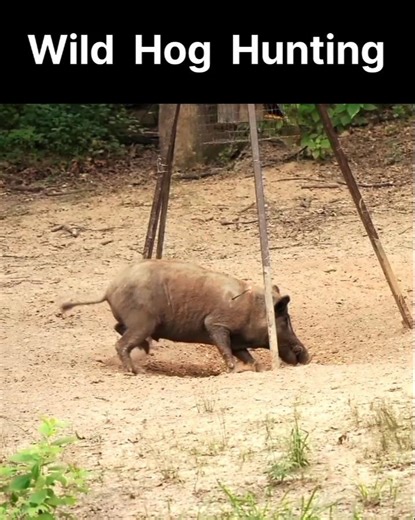 Boar Hunt | Hog Hunting | Pig Hunting | Animal Hunting Video | Bear Hunting | Deer Hunting