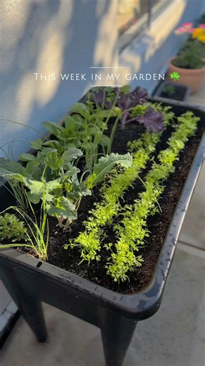 What’s Blooming This Week? 🌸 Winter Garden Update | Ranunculus, Veggies & More