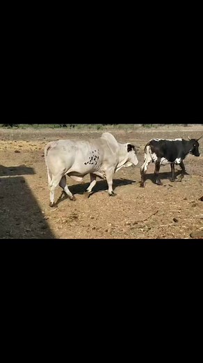 15K views · 312 reactions | Y QUE DERREPENTE LLEGE EL JEFE ALA ENTREGA DE RECONOCIMIETOS EL 30 DE ESTE MES???來﫡 BENDITO DIOS YA VAMOS SALIENDO DE ESA CANIJA LESSION... Y PUES SI EL TORO NO SE AGUITA NOSOTROS MENOS  SALUDOS DE PARTE DEL JEFE DE LA PANDILLA 﫡 | Jesus Diaz | Facebook