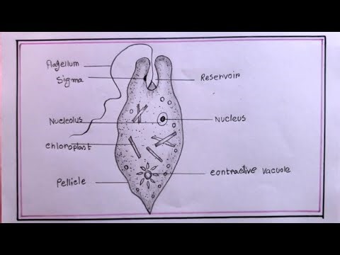 How To Draw Euglena Step By Step/Euglena Drawing
