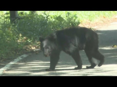 夜の磐越道で何が…突然現れたクマとの衝突事故が怖すぎる #福島県 #磐越道 #クマ出没