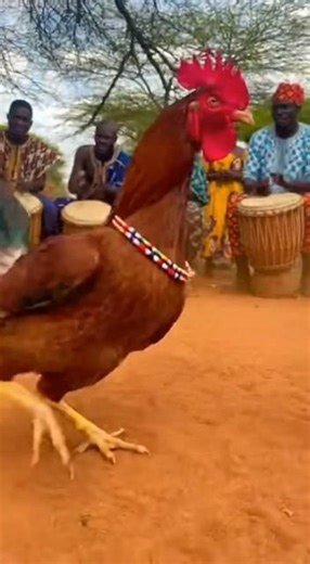 😂😂how chicken dancing in Africa 🌍