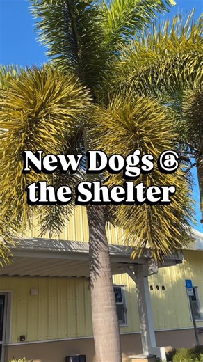 176 reactions · 48 shares | NEW @ THE SHELTER THIS WEEK  Can we interest you in some fresh new faces this week? Everybody’s got a $0 adoption fee if that sweetens the deal.  Adopt @ Humane Society of St. Lucie County  8890 Glades Cut Off Road, Port St. Lucie, FL 34986  December 1 - December 15 | 11:00AM - 5:00PM  VIEW ALL CATS & DOGS - hsslc.org/pet-adoption #freeadoptions #adoptacat #adoptadog | Humane Society of St. Lucie County | Facebook