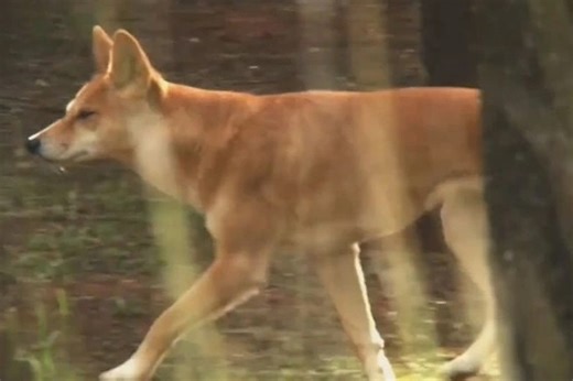 Boy, 2, mauled by a dingo at popular campsite in Australia
