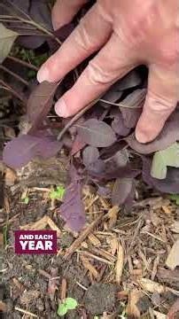 Smokebush Pruning Tips: Will It Regrow After Hard Pruning? ✂️ #gardentips