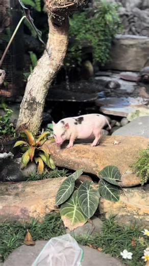 Cute Pig Video Compilation: Adorable Micro Pigs