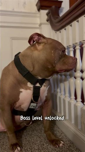 Protecting mommy while pooping. #youtubeshorts #shorts #viral #trending #funny #dog #comedy #fyp