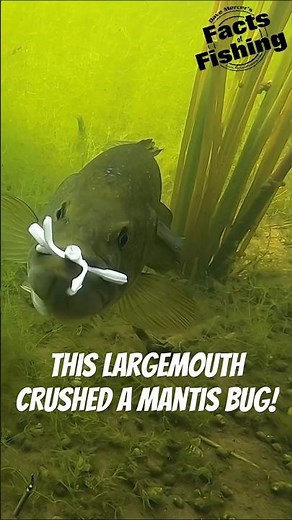 👉 “This Largemouth CRUSHED a Mantis Bug 😳” #shorts