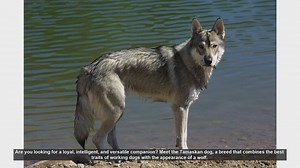 Meet the Tamaskan Dog: The Perfect Blend of Wolf-Like Beauty and Family-Friendly Temperament