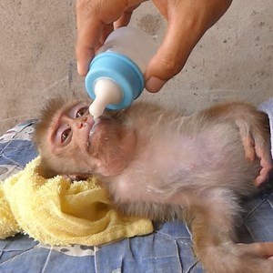 12K views · 273 reactions | Million Pity!!! Poor baby monkey got sick and so weakness, Baby can't not open mouth drink milk, Owner try feed milk to poor baby monkey | Vlog Monkey | Facebook