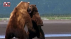 412K views · 6.5K reactions | “Nature is utterly indifferent. We are not made to become brothers with the bears. That happens in Walt Disney, not in real life,” says Werner Herzog, creator of the documentary “Grizzly Man.” https://cbsn.ws/41t6g8l | 60 Minutes | Facebook