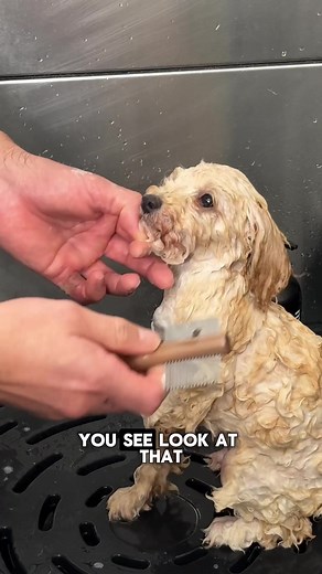 Cavoodle Comb: Say Goodbye to Tear Stains